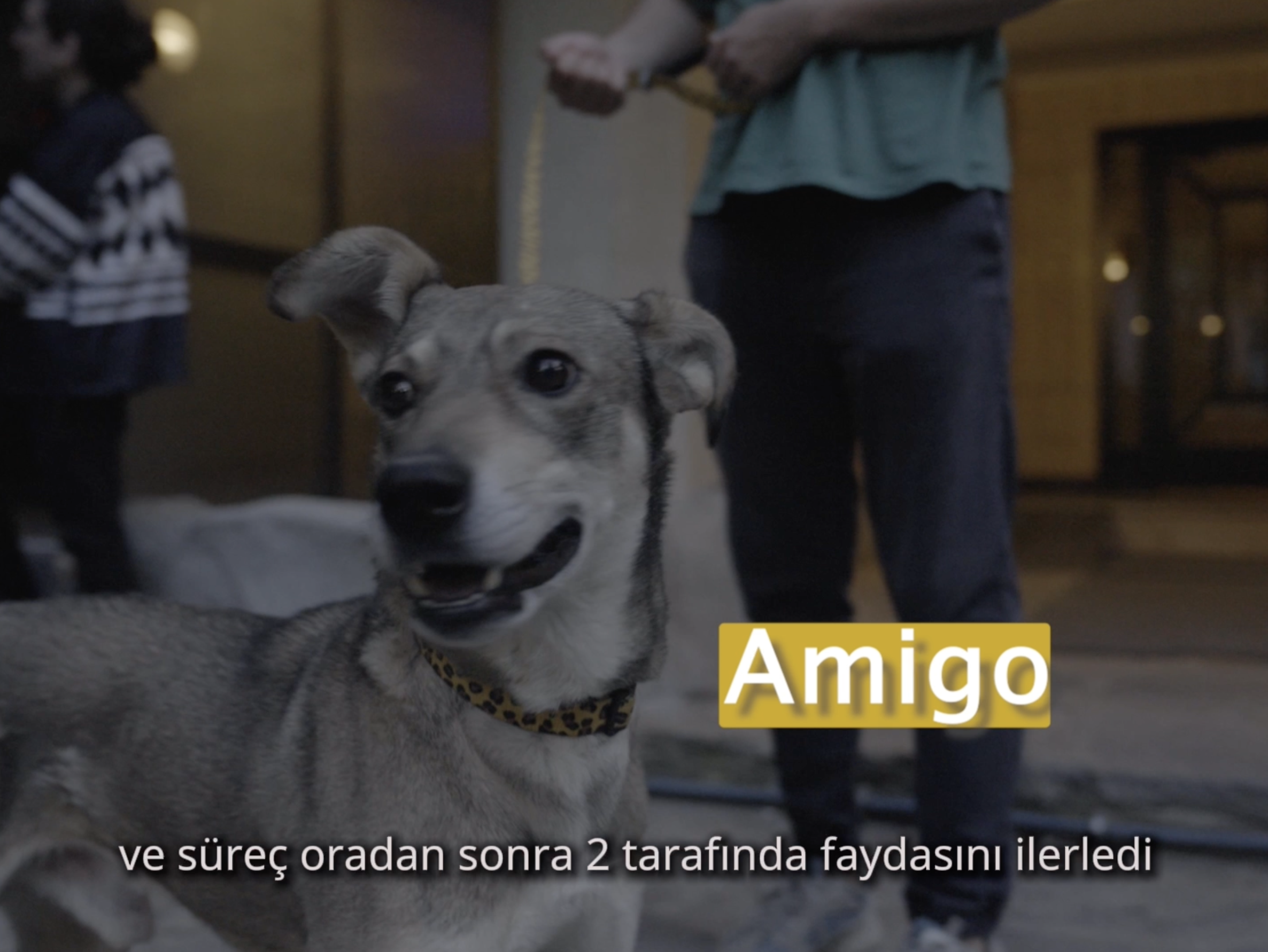 Köpekler Günü
